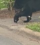Mama Bear Carries Cub Across the Street