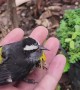 Helping a Bird After It Was Attacked