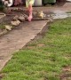 Toddler Playing in Mud Puddles With Two Baby Ducks