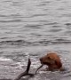Stubborn Dog Tries to Drag Whole Tree Out of Water