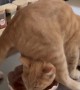 Funny Orange Cat Feeding Time