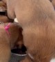 Boxer Puppy Flips for Puppy Mush