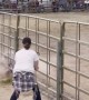 Little Boy Hangs on Tight During Mutton Bustin' Rodeo Event