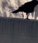 Crow Barking Like a Dog