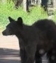 Shedding Bear Looks Like She's Wearing Fuzzy Pants