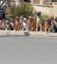 Long Line of Extra Good Dogs Sitting on Sidewalk