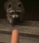Treat For a Friendly Raccoon