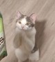 Sassy The Cat Sweetly Begs For Treats