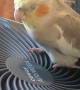 Relaxing Breeze Soothes Cockatiel in a Hot Summer Day
