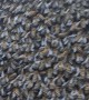 First Honey Bee Swarm of the Year at Gordon Park