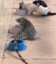 Iguana Joins in on Cat Feeding Time