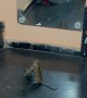 Two Rats Fight In Delhi Home