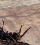 Wasp vs Spider