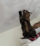 Cats Hunting a Fly