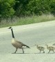 Baby Geese Cross the Road Between Mom and Dad