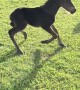 Foal Galloping Trips and Pretends Nothing Happened