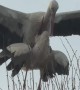 Stork Love