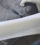 Deaf and Blind Kitten Needs His Emotional Support Paper Towel