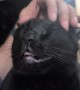 Void Cat In Head Scratch Heaven