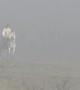 Ghostly Horseback Rider Spotted in the Fog
