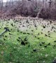 Huge Bird Flock in Backyard
