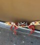 This Crab REALLY Needed to Get in That Bathroom