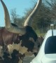 Feeding a Giant-Horned Bull at Virginia Safari Park