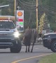 Horse Loose on the Parkway in the Great Smoky Mountains