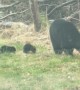 Tiny Bear Cubs Cross Street With Mom