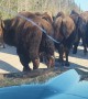Bison Herd Hogging the Road