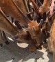 Woman Stops Hungry Deer From Eating Plastic