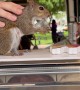 Squirrel in Miami Eating at an Ice Cream Shop