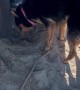 Dog Tries To Rebury Sandy Tires And Extend Beach Day