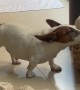 Miniature Jack Russell Creatively Scratches an Itch
