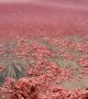 Pink Waves As Shrimp And Krill Wash Ashore