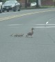 Woman Helps Duck Family Skedaddle Off Busy Street