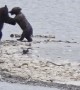 Un-Bear-Ably Cute Wrestling Match Between Siblings