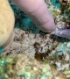 Diver Finds the Cutest Baby Moray Eel