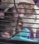Funny Rats Drinking Water Together