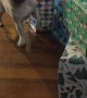 Suki the Frenchie Throws Fit Over Present Opening