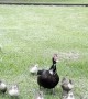 Mama Duck and Ducklings Visit Family at Hermann Park in Houston