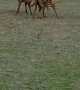 Two Big Red Deer Stags Locking Antlers
