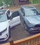Gatlinburg Black Bear Knows To Try Car Doors