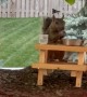 Squirrel Sips Water From Tree Picnic Table