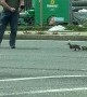 Police Escort Mama Duck and Babies Across Road