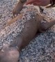 Relaxed Dog Covered In Gravel