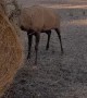 Big Stag Lets Hay Bale Know Who's Boss