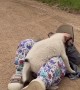 Boy and Puppy Play Together