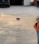 Basset Hound Puppy Runs Funny Down Driveway