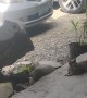 Angry Bird Pecks at Unbothered Cat